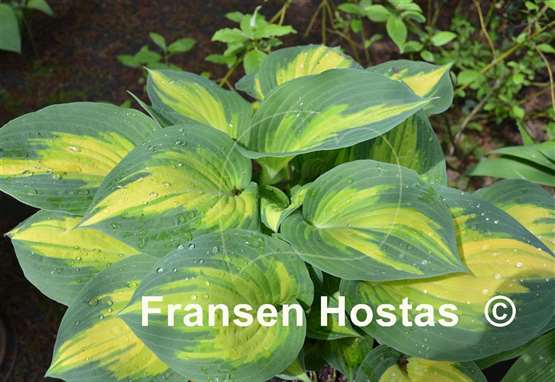 Hosta Forbidden Fruit